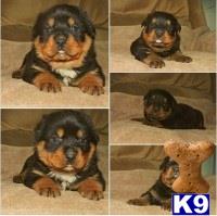 rottweiler puppy posted by Van Der Sar Kennel
